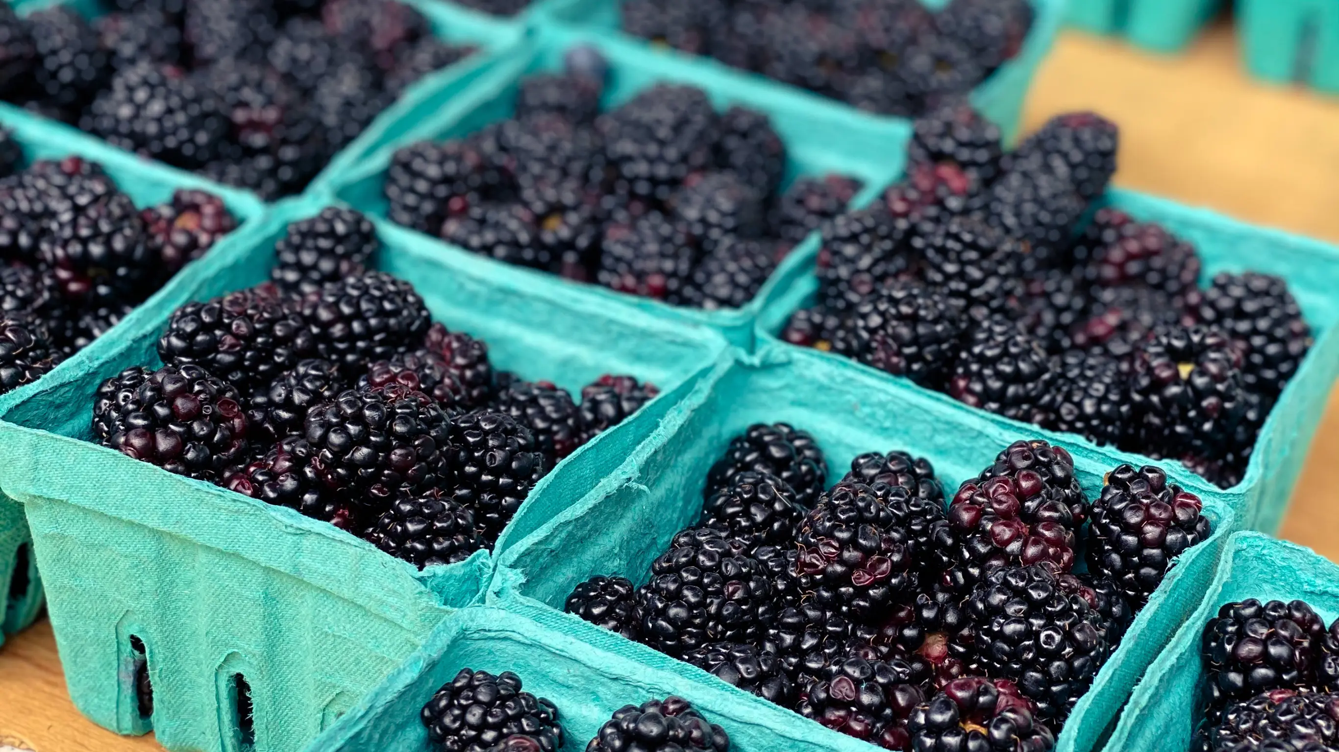 Cartons of blackberries lined up